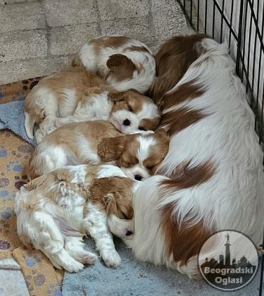 Cavalier King Charles Spaniel, štenad vrhunskog kvaliteta