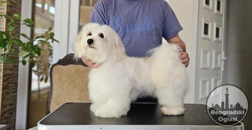 Havanese - vrhunski Havanski bišoni