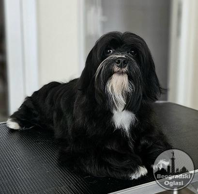 Havanese - vrhunski Havanski bišoni