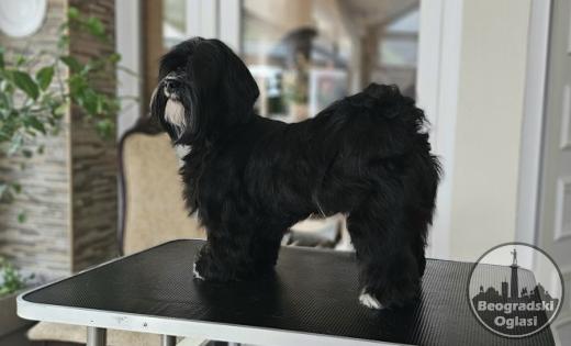 Havanese - vrhunski Havanski bišoni