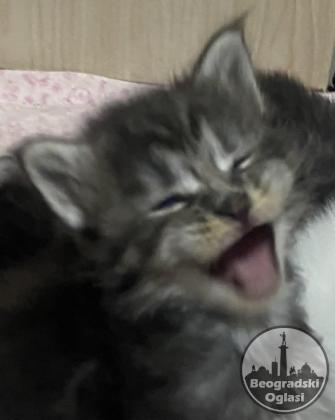Maine Coon mačići