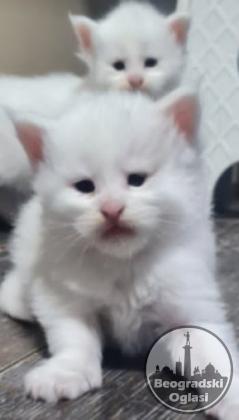 Maine Coon mačići