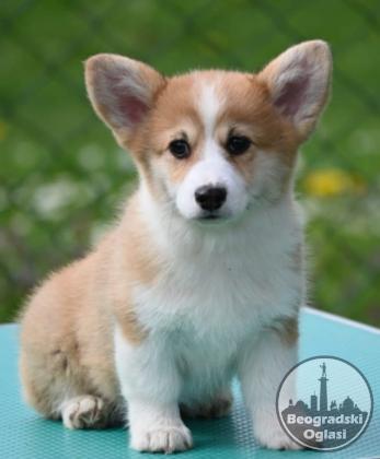 Velski korgi/Welsh Corgi Pembroke
