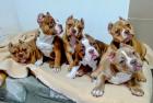 American bully exotic