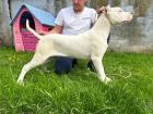Dogo Argentino