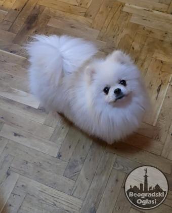 Pomeranac, prelepi Boo štenci
