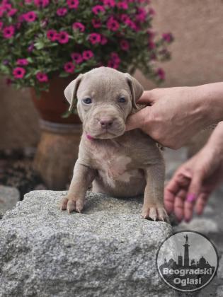 American Bully XL, Američki Buli štenci
