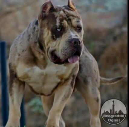 American Bully XL, Američki Buli štenci