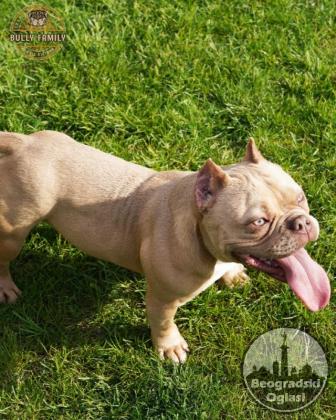 American bully Exotic
