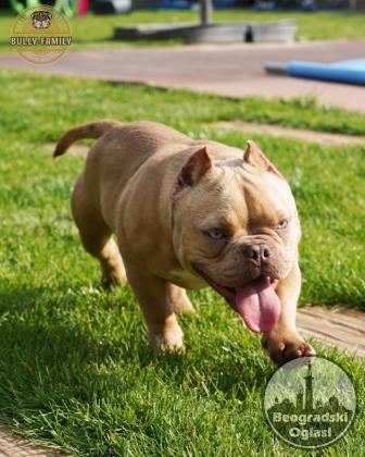 American bully Exotic