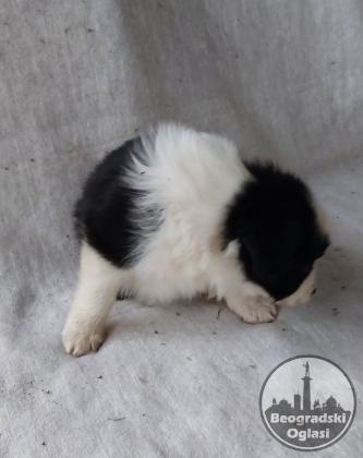 Border koli/collie štenci