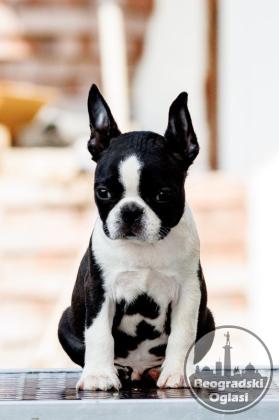 Boston terrier