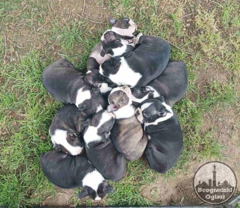 Boston terrier