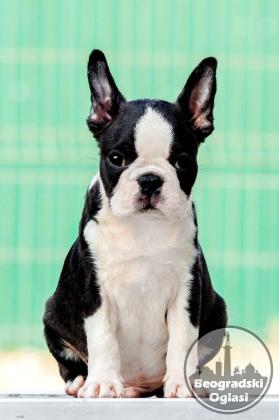 Boston terrier