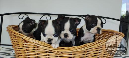 Boston terrier stenci