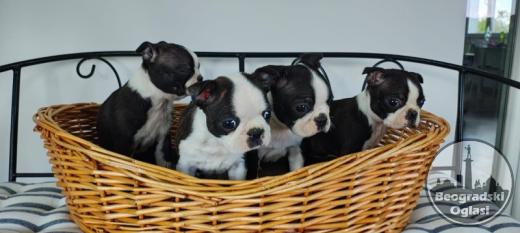 Boston terrier stenci