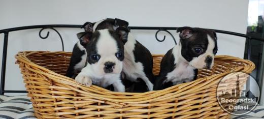 Boston terrier stenci