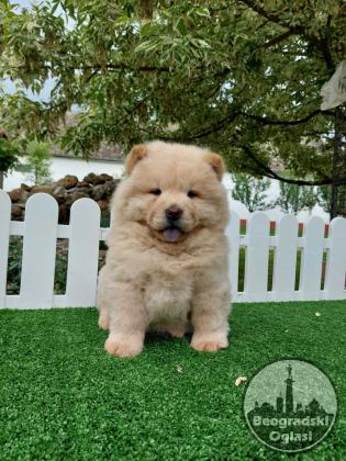 Cau cau Chow chow stenad najlepsi pokon