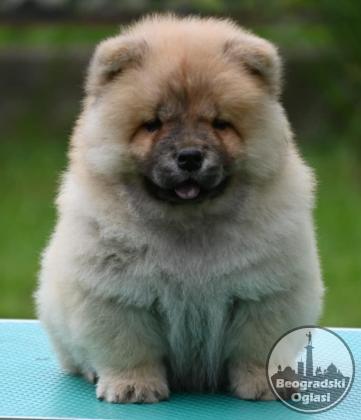 Chow Chow Cau Cau Čau Čau