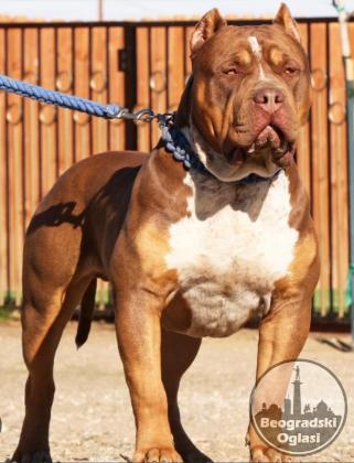 American Bully XL, Američki Buli štenci