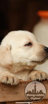 Labrador stenci