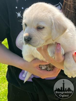 Labrador stenci