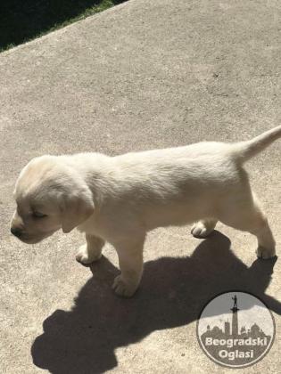 Labrador stenci