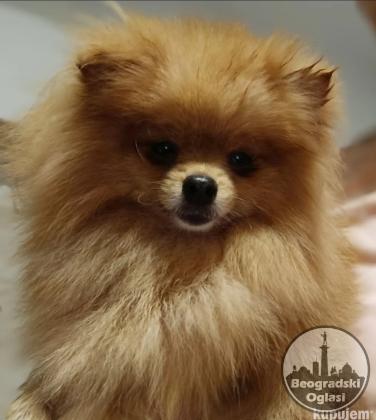 Pomeranac Top zenka