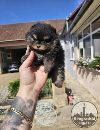 Prelepi POMERANCI vrhunske genetike