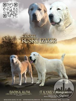 Srednjeazijski ovčar