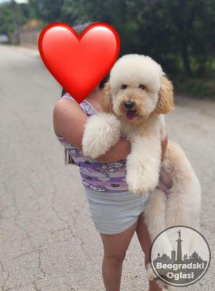 U ponudi srednja apricot PUDLA, star 6,5 mes