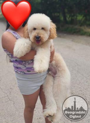 U ponudi srednja apricot PUDLA, star 6,5 mes