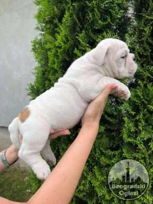 Engleski buldog, žensko štene