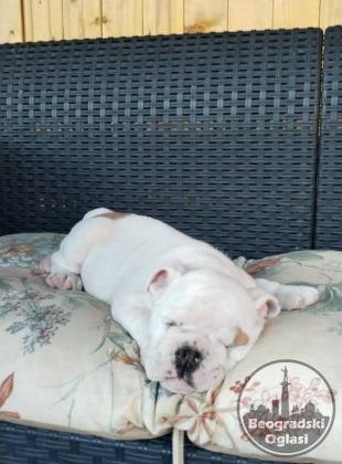 Engleski buldog, žensko štene