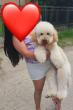 U ponudi srednja apricot PUDLA, star 6,5 mes