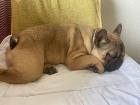Francuski buldog