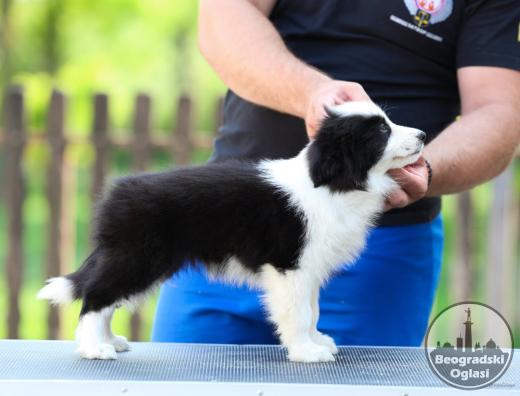 Border Collie Border Koli štenci