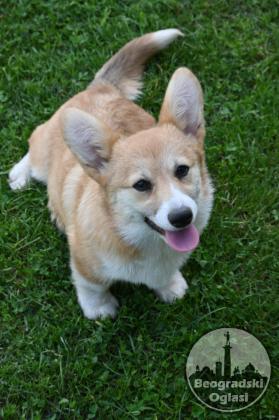 Velski korgi/Welsh Corgi Pembroke