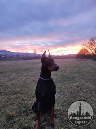 Doberman stenci