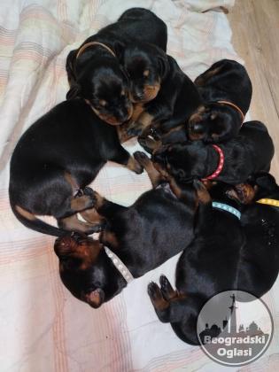 Doberman stenci