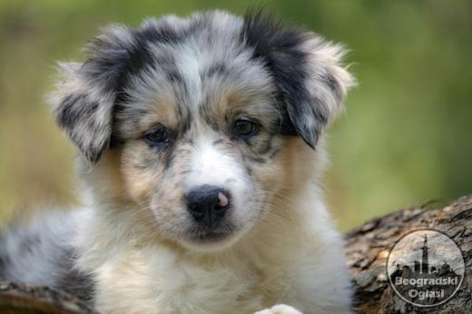 Border koli-Border collie štenad