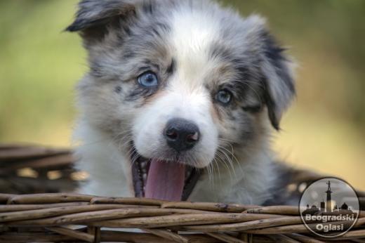 Border koli-Border collie štenad