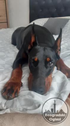 Doberman stenci