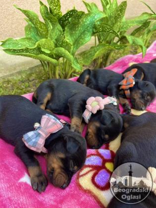 Doberman prelepi stenci