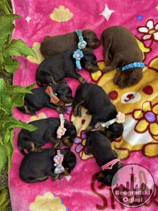 Doberman prelepi stenci