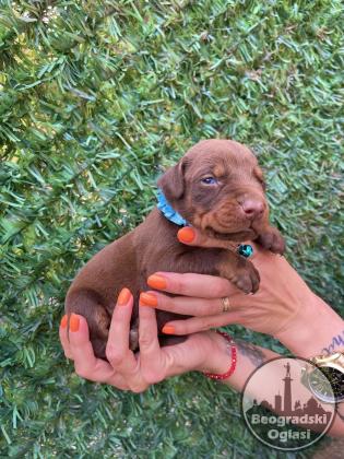 Doberman prelepi stenci