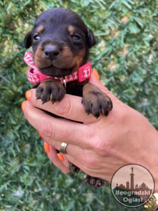 Doberman prelepi stenci
