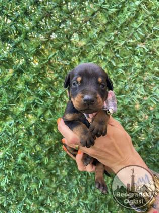 Doberman prelepi stenci