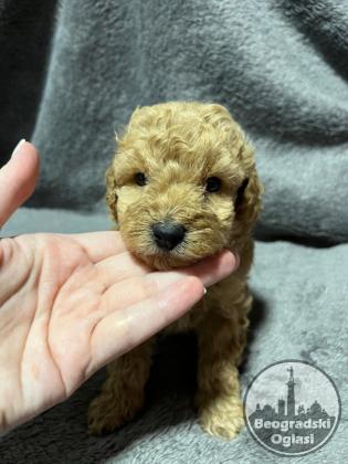 Mini Pudle prelepi štenci