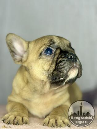 Francuski Buldog prelepi štenci
